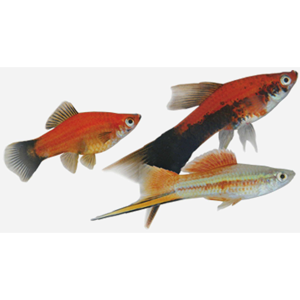 Xipho Surtido (Xiphophorus helleri)