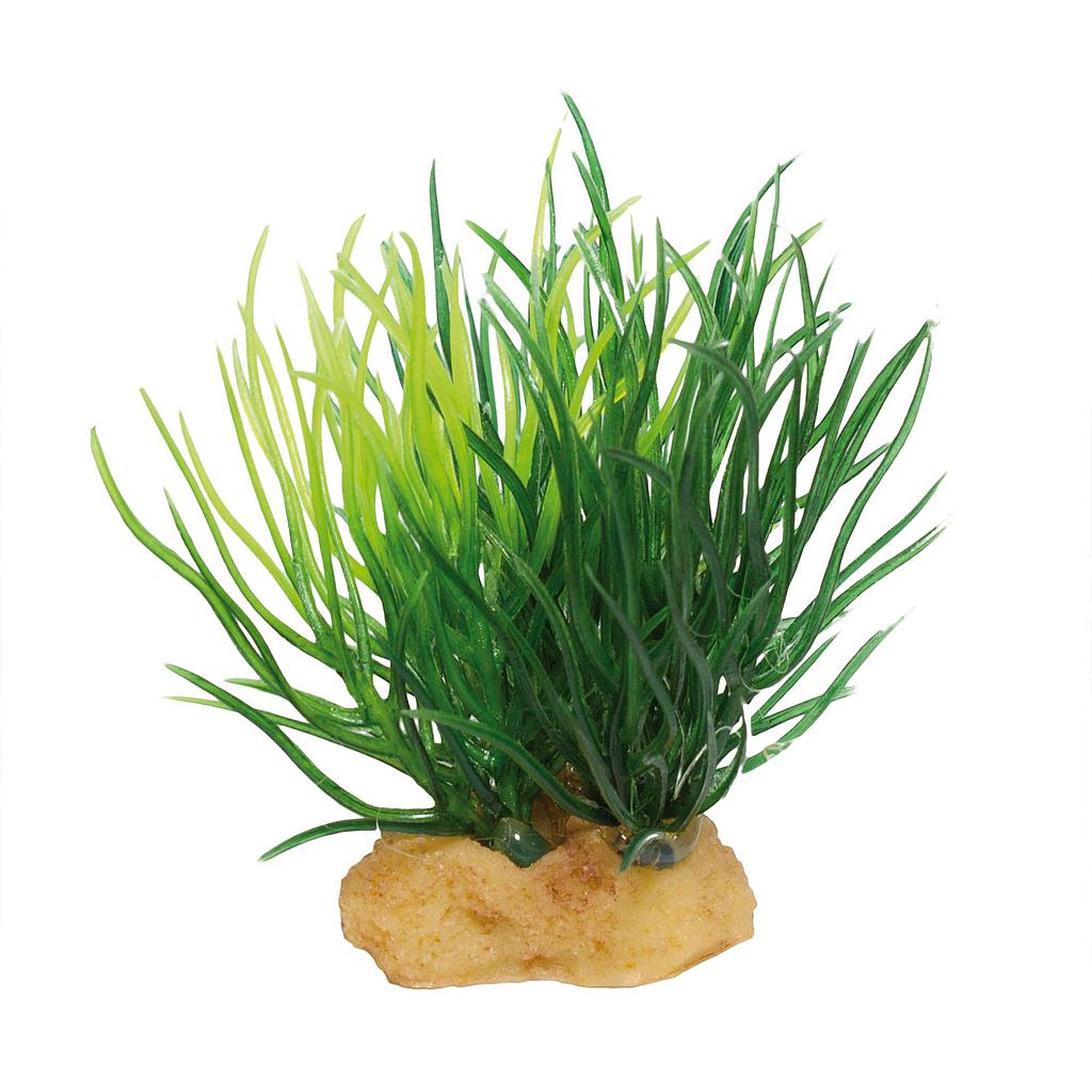Planta MAGIC ROCKS verde (3 und.)